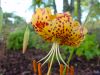 Lilium Bellingham H...